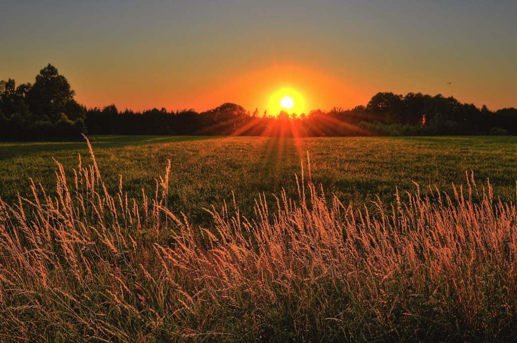 Dileção ao Sol